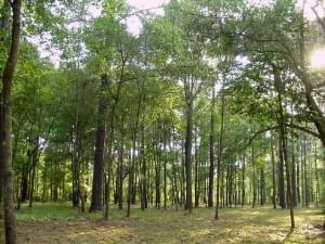 Featured image for Forest-300x225.jpg