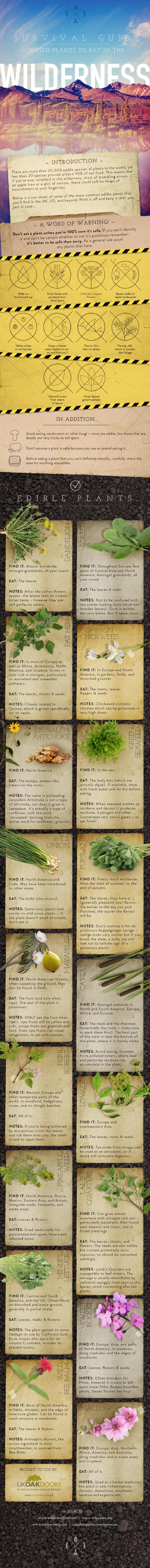 Featured image for UKOD-Survival-Guide-Plants-Final-e1422623789773.jpg
