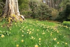 Featured image for 1359485_daffodil_wood_sxc.hu_1.jpg