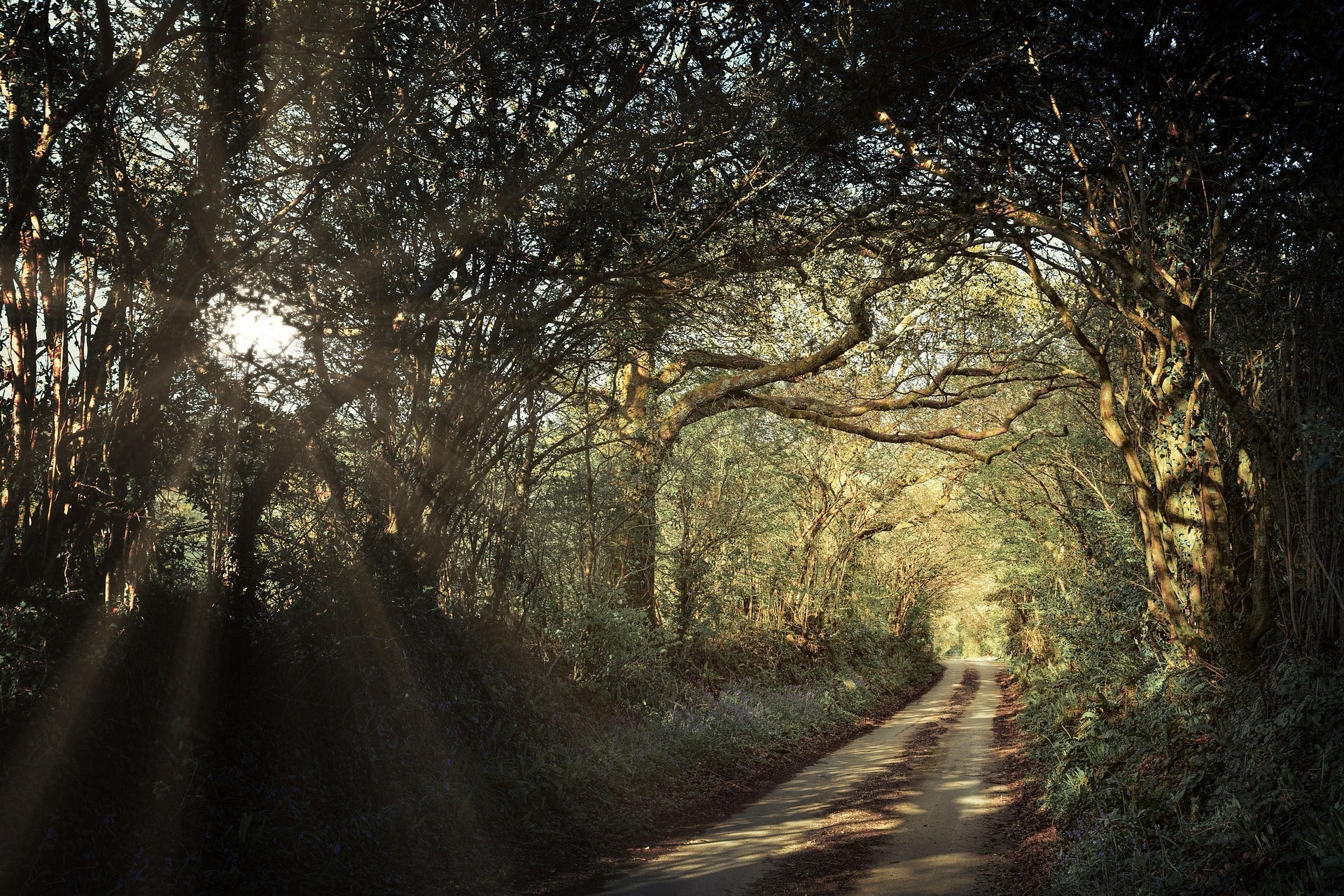 Sunlight streaming through tree branches over a narrow country lane surrounded by dense woodland