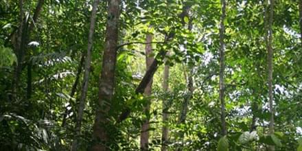 Featured image for SustainableWood.jpg