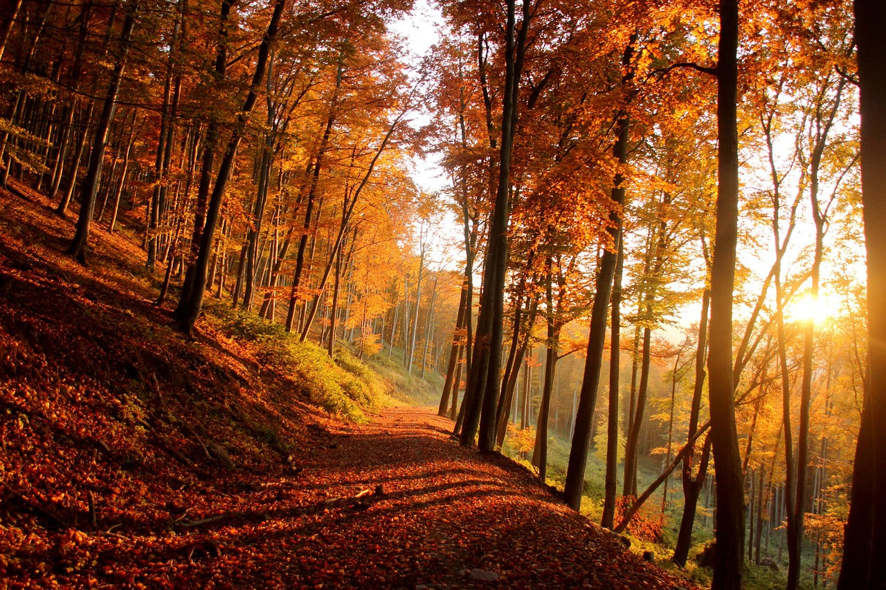 Autumn Forest with Path In the early morning Sun