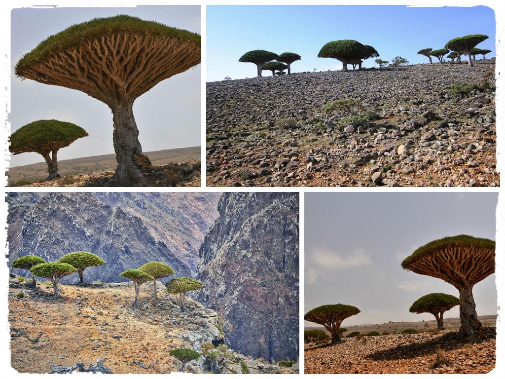 Featured image for dragon-blood-trees.jpg