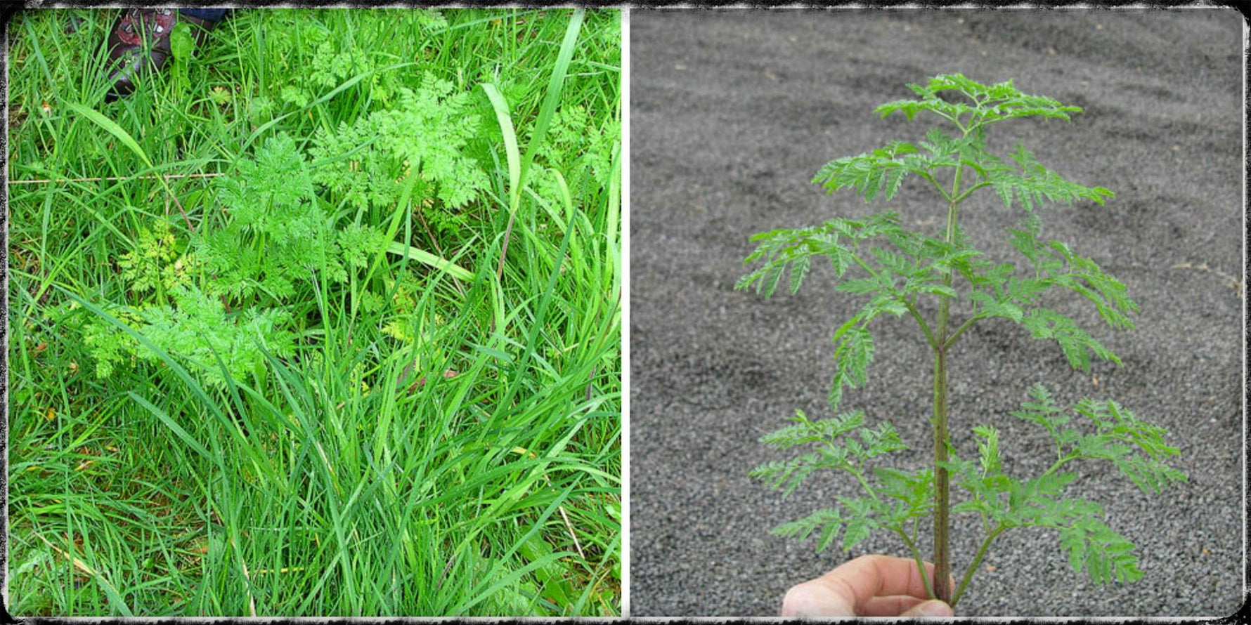 Featured image for hemlock-conium.jpg
