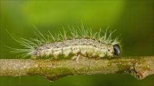 Featured image for oak-proc-moth1-300x168.jpg
